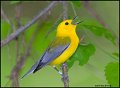 _0SB9605 prothonotary warbler